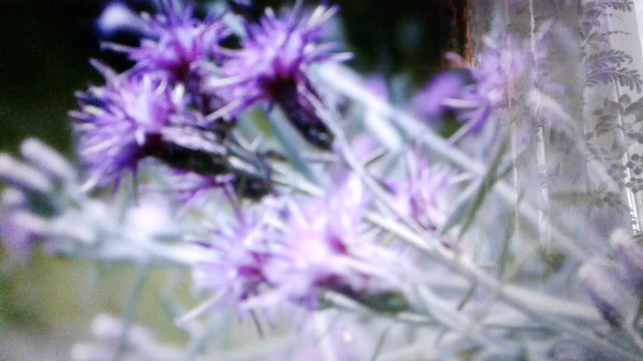 Соссюрея иволистная : лечебные свойства и противопоказания.