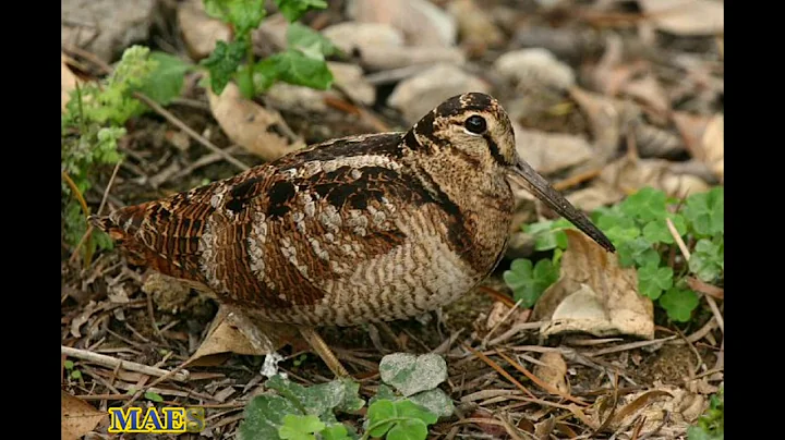 Beccaccio / Snipe / Woodcock sound