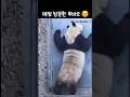 매점 방문한 푸바오. 똑똑~누구 없으세오??