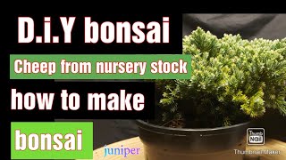how to make juniper bonsai DIY Blue star
