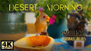 Desert Morning: Relaxing Nature Ambience for Cats & Focus | Cardinals & Cactus Wrens | No Music