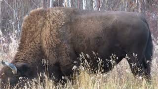 Wild Bison of Northern Canada 1