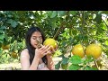 Beautiful Girl Tropical Fruit Harvest &amp; Eating Delicious  // Primitive Food HB