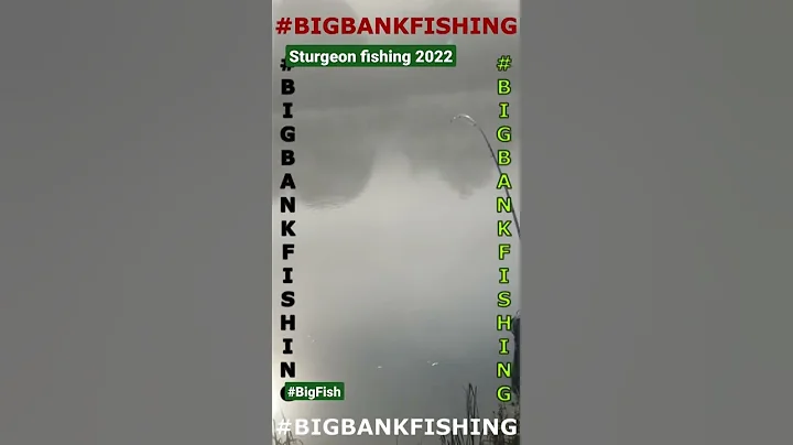 Big Sturgeon running away!!