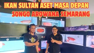 SUHUNYA IKAN AROWANA SUPER RED SEMARANG MENJADIKAN IKAN SULTAN ASET MASA DEPAN