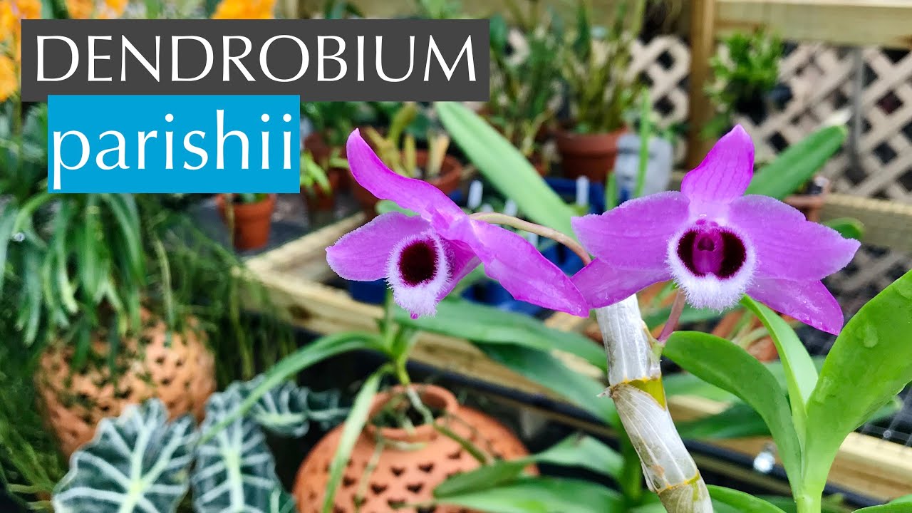 Dendrobium parishii