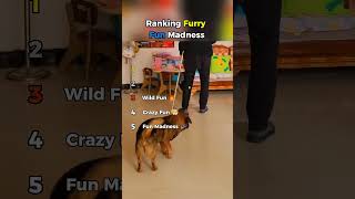 Furry Fun Madness 😂🐾 Chaos You’ll Love || #funnyanimals #ranking
