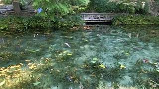 1080802岐阜縣根道神社 2