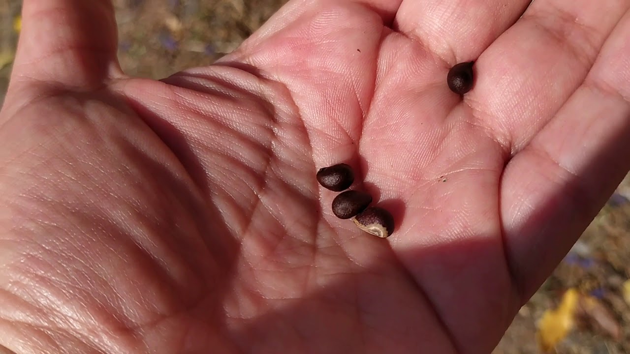 Cómo sembrar un árbol de ceiba?