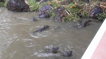 Sea otter fighting off monitor lizard 3
