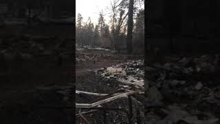 NEVER LOSE HOPE! Cat Timber found exactly one month after Camp Fire in Paradise, Ca NEVER LOSE HOPE! Cat Timber found exactly one month after Camp Fire in Paradise, Ca