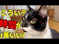 【ねこ動画】ねこにとってこういう時間が一番いいんじゃないかなぁ