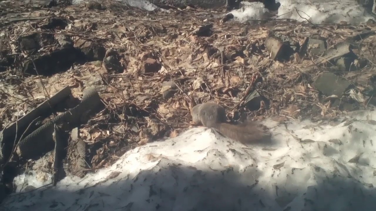 Белка лихо прыгает с ветки на ветку - YouTube