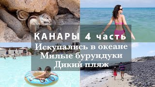 5 ДЕНЬ НА ОСТРОВЕ🏝️ИСКУПАЛИСЬ В ОКЕАНЕ🌊НАКОРМИЛИ ВСЕХ БУРУНДУКОВ!🐿️ДИКИЙ ПЛЯЖ С ЛАВОВЫМ КАМНЕМ🌋