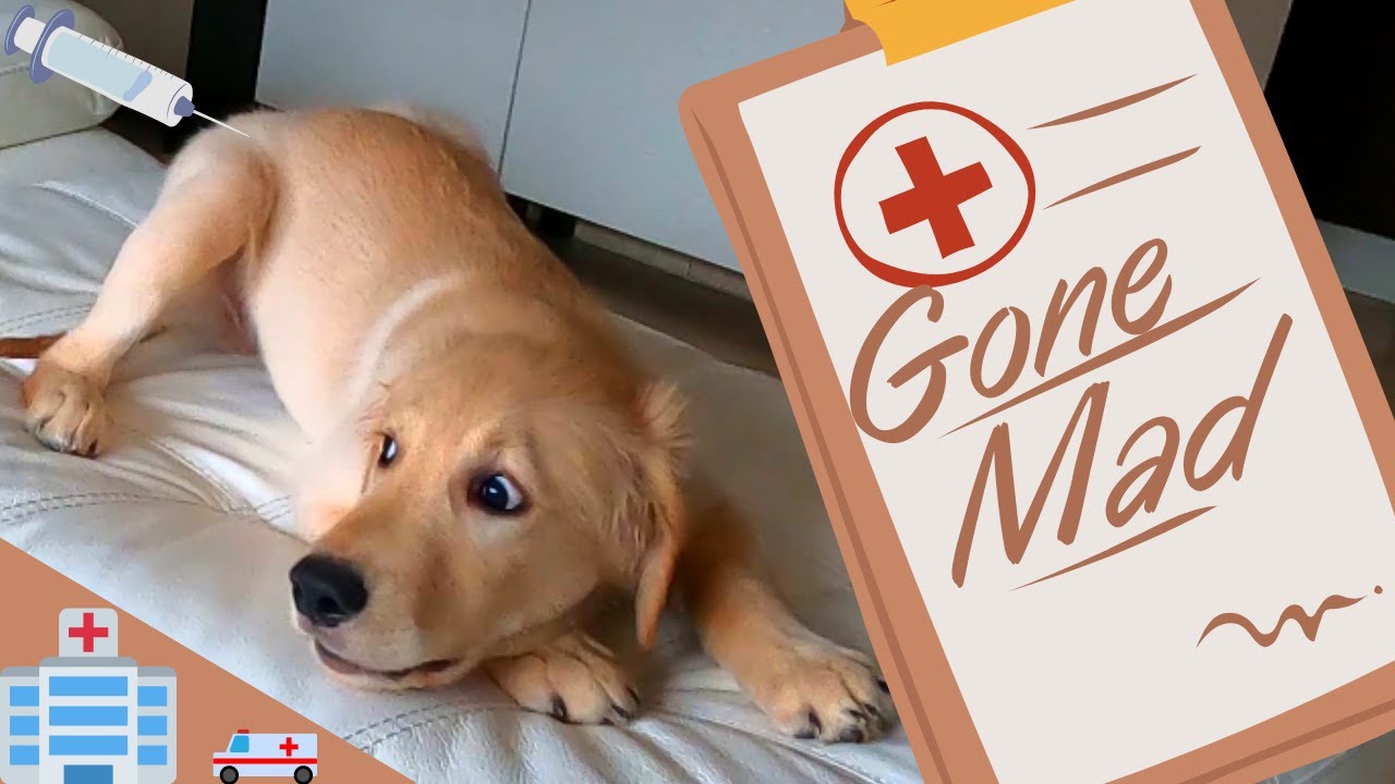 Zoomies Your Buddy Dog is going crazy. Funny dog zoomies and puppy