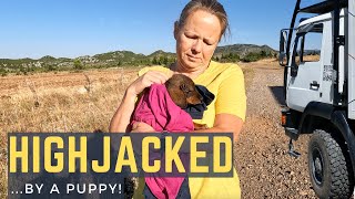 HIGHJACKED  By a Puppy!