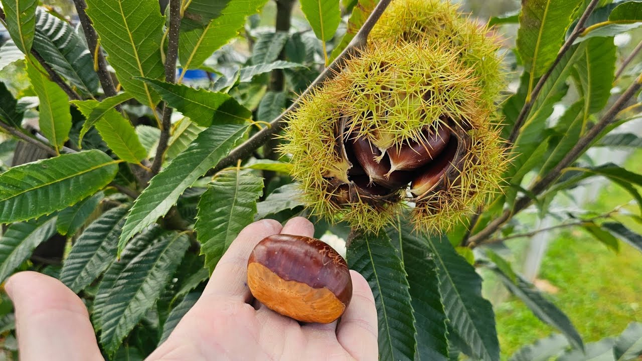 Посадка и выращивание каштанов – вы тоже можете вырастить этот фрукт