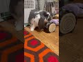 ぬいぐるみだいすき