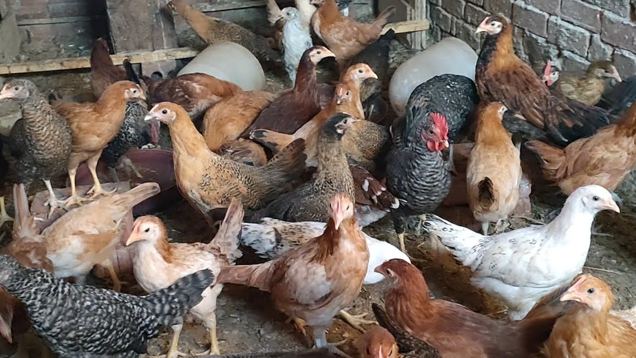 لازم ادخل العلف البياض فى الوقت ده علشان تاسيس الفراخ للبيض وقول وداعاً لشراء العلف مع البديل