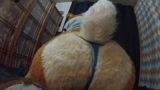 Fursuit Farting