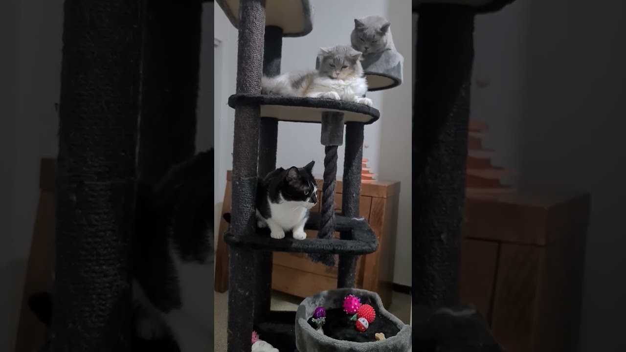 Подлый тпус🤣🥰😻