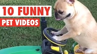 Top 10 Hilarious Pet Videos Compilation 2016