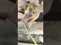 Feeding BABY PIGS 🐷🐷 With Mom 🌿 | A Happy Farm Learning Day 🤩| Feeding Time 🌿