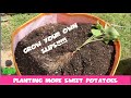 Growing More Sweet Potatoes in a Grow Bag from my slips || Gardening Ep. 14 || Steffanie&#39;s Journey