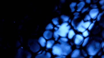 Abel Paúl- I reached A through the throng through the threshold through the throb. (2012)