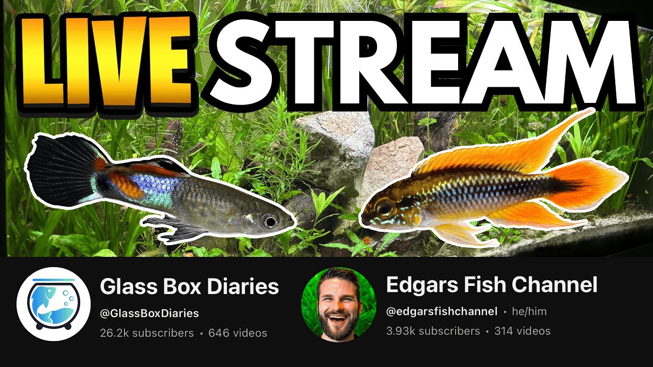 Planted Freshwater Aquariums, Fish, Shrimp, Youtube & More w/ guest Glass Box Diaries