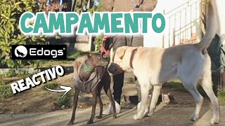 🔴 Xoloitzcuintle o perro sin pelo mexicano reactivo y con dificultades para socializar by Equilibradogs - Psicología Canina 278 views 3 months ago 8 minutes, 23 seconds