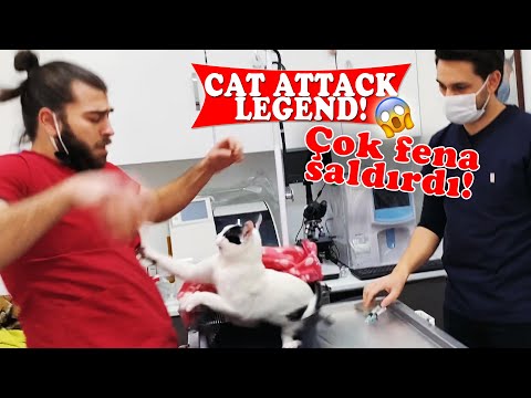 KEDİ SALDIRISI EFSANESİ! 🤕 Üç Kişi Zor Tuttuk! 😅 ( cat attack ) @Menalcicek  #TheVet
