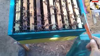 كيف يتم ترتيب براويز أو اطارات خلية النحل how to organize the frames of bee hives