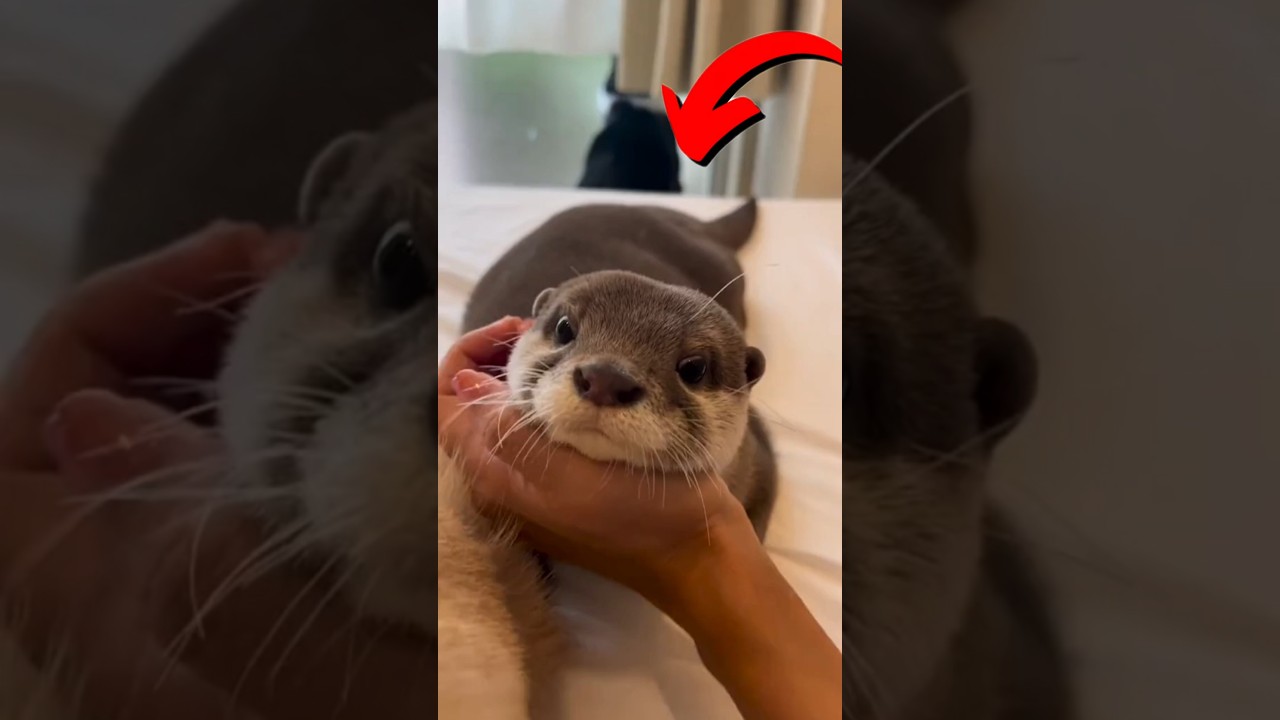 Otters Are Cute But Also Tiny Criminals