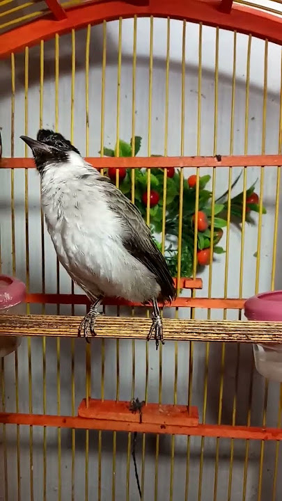 Kicauan burung kutilang di waktu Pagi