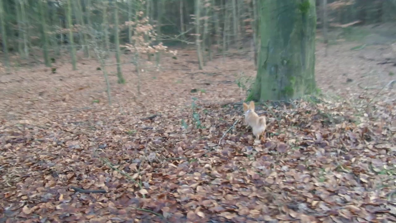 heerlijk-middagje-wandelen-door-het-bos-youtube