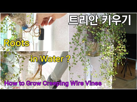 Vídeo: Què és Creeping Wire Vine - Com cultivar plantes de filferro de Muehlenbeckia