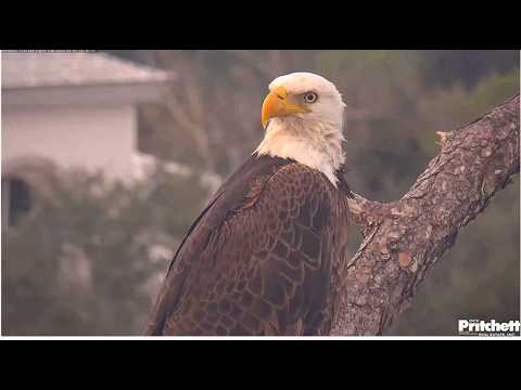 SWFL Eagles ~ WHERE IS F23? M15 Waits Patiently In Nest Tree & At Pond Looking For Her Return 3.1.26