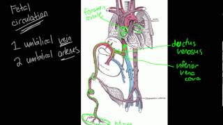 Lesson: Fetal Circulation