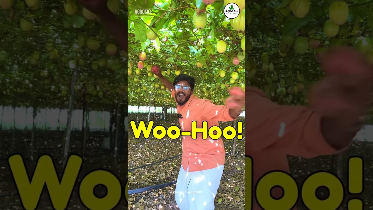 Passion Fruit Farming 🍊| ₹5,00,000 🔥 | Agrotill | #farming #agriculture #shorts