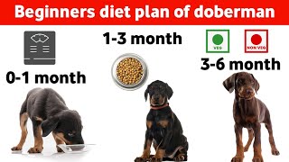 All about Doberman pinscher Diet chart 06 months | Doberman puppy diet plan