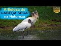 A Beleza da Ave CABEÇA SECA na Natureza registrada em Várzea do Poço