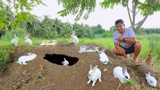 Raising Free-range Rabbits - Here is everything you need to know about rabbit and catfish farming!