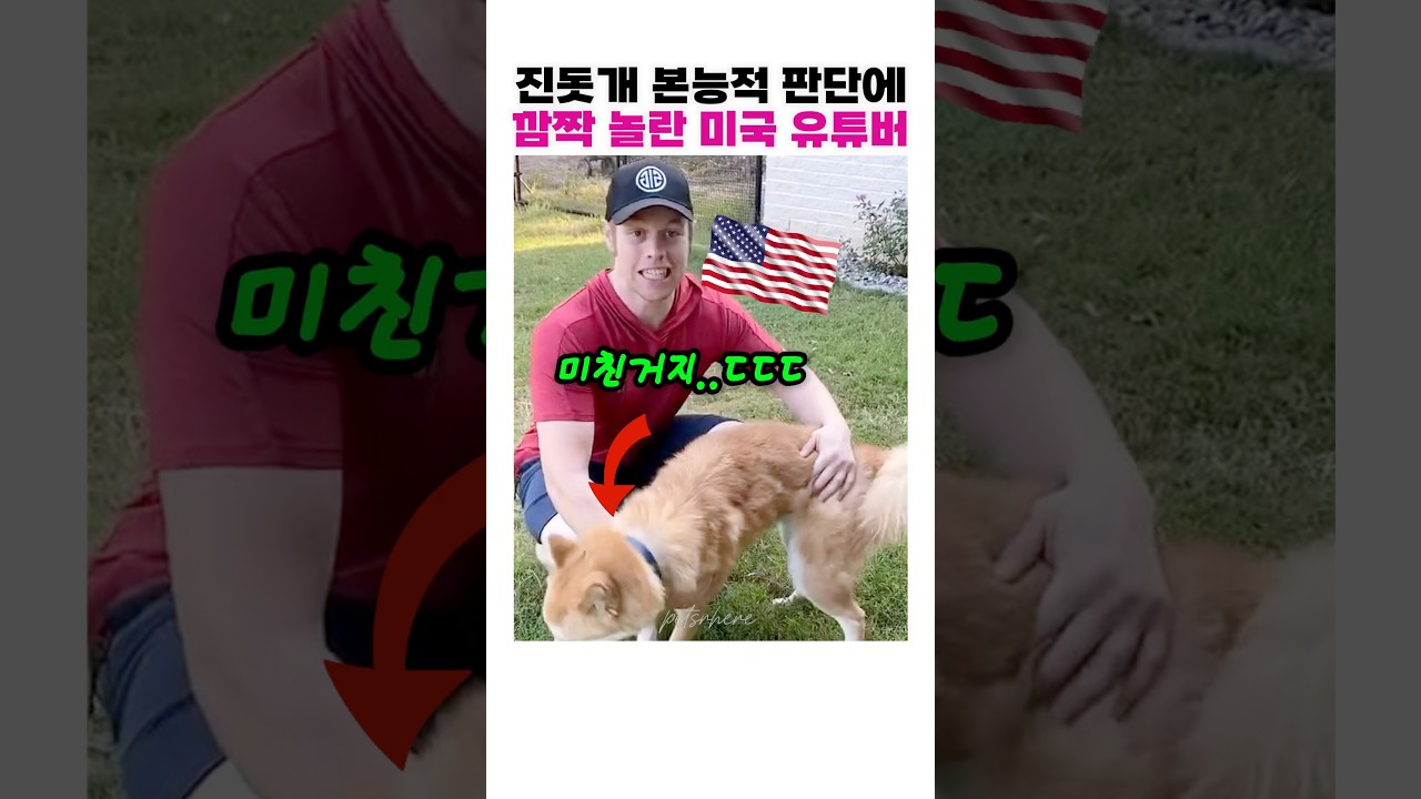 미국 유튜버가 진돗개 보고 깜짝 놀란 이유🐕😲👍