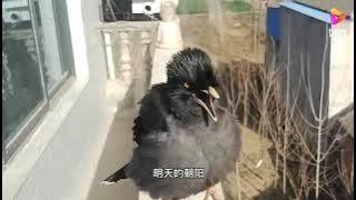 Bird singing Chinese song || #bird #chinese