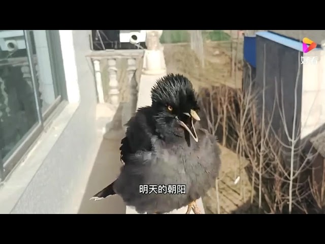 Burung bernyanyi lagu Cina || #burung #china class=