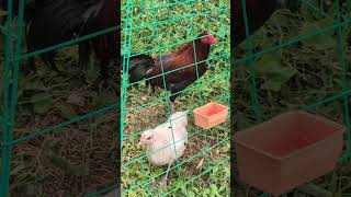 Father And Daughte Inbreeding backyardchickens short viral