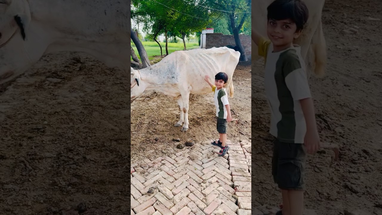 Shanu donkey 🫏 raja py baithay ga 😂 