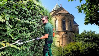 Trimming Beech and Yew Hedge