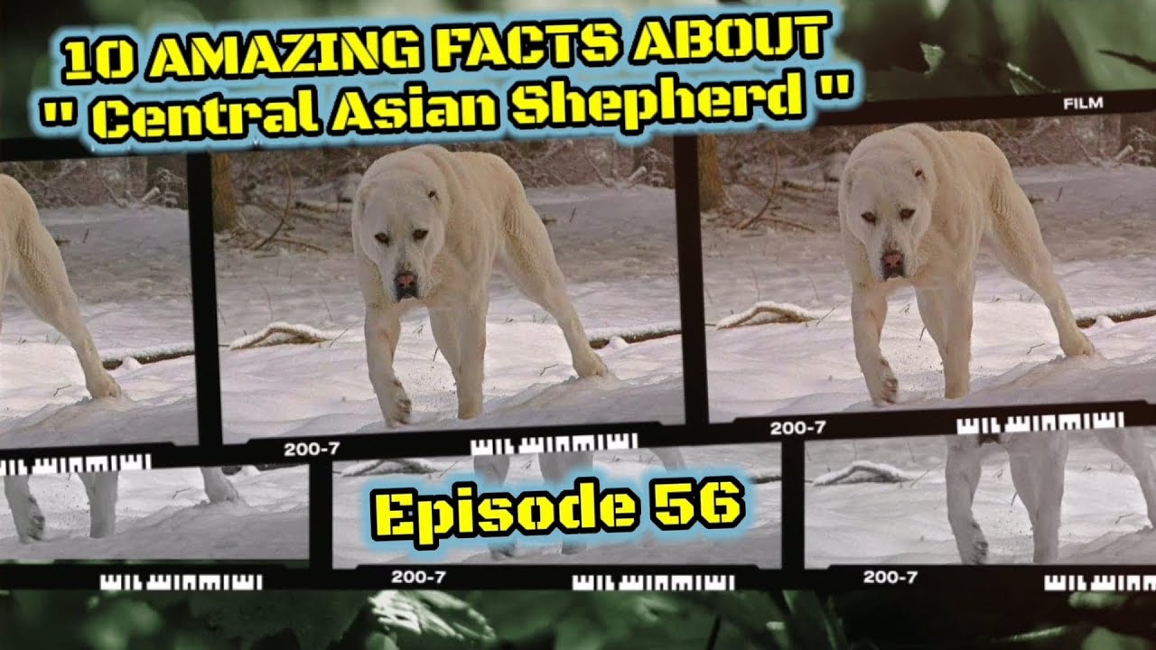 Top 10 fun facts about Central Asian Shepherd.